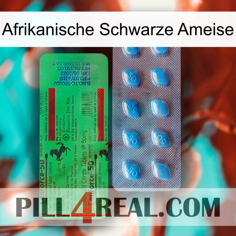 African Black Ant new03